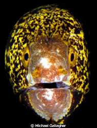Moray portrait, Milne Bay, PNG by Michael Gallagher 